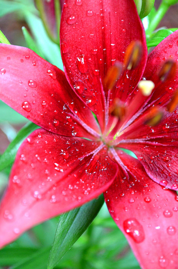 First Lily After the Rain Photograph by Ally  White