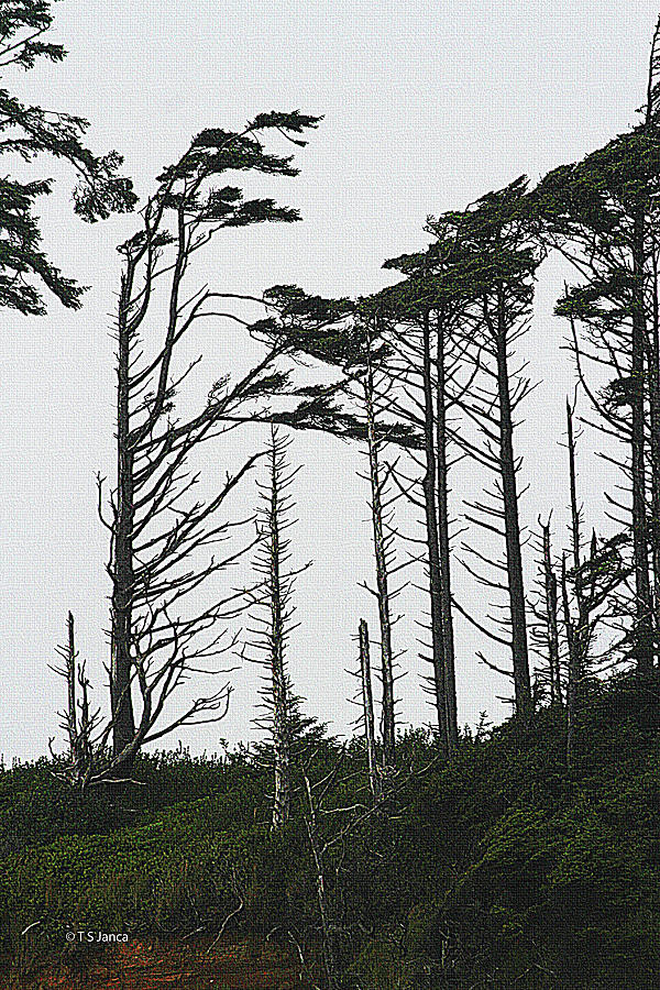 Washington Coast Photograph - First Line Trees Along The Pacific Ocean by Tom Janca