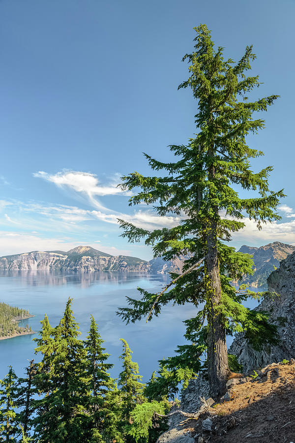 Tree Photograph - Discovery Point, Crater Lake by Alexander Kunz