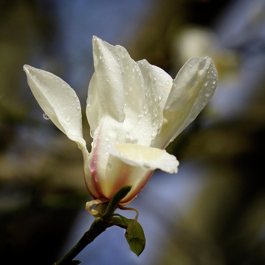 First Magnolia Photograph by Inge Riis McDonald