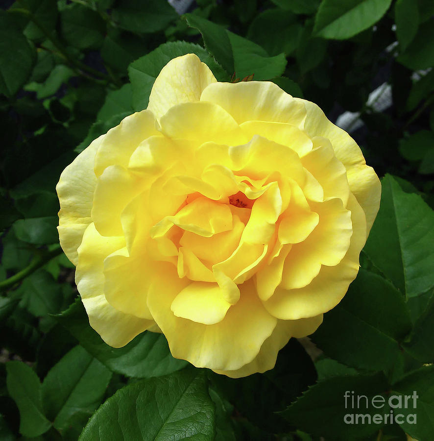 Rose Photograph - First May Rose by Jasna Dragun