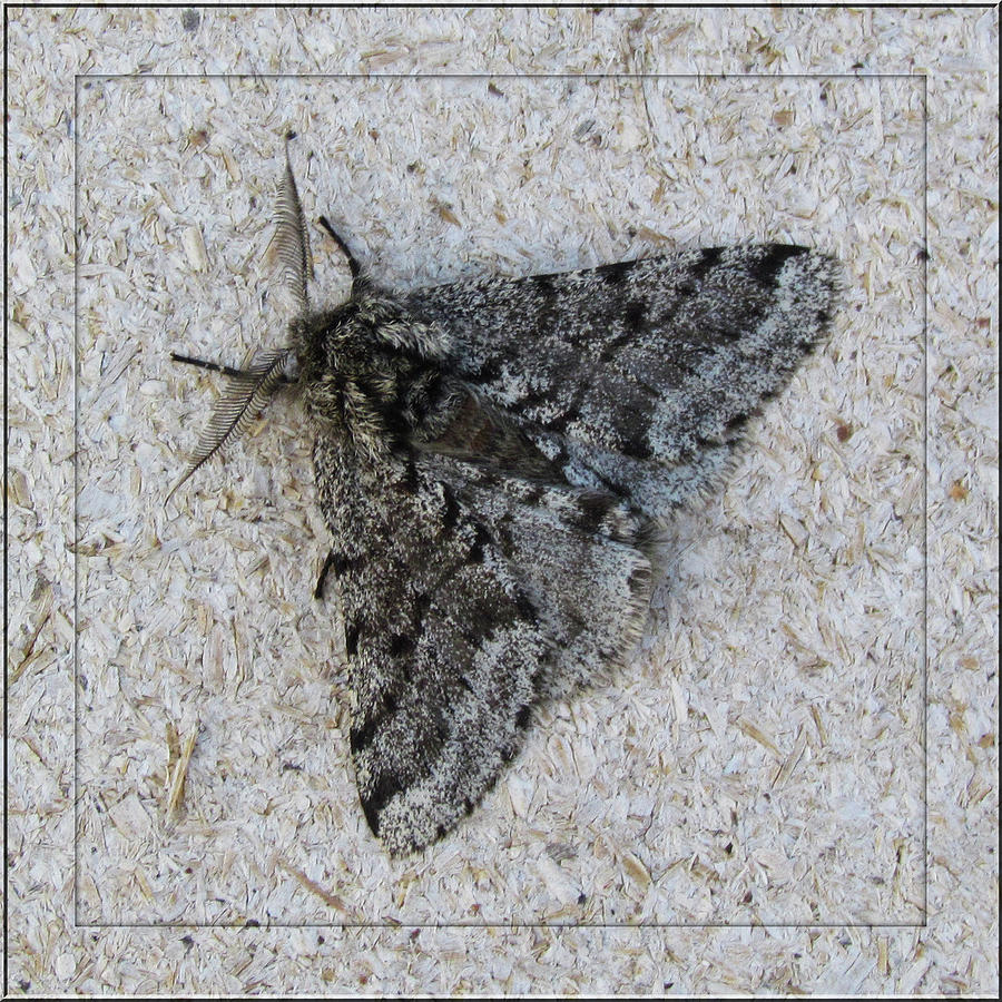 First Moth of Season  Photograph by Deborah Johnson
