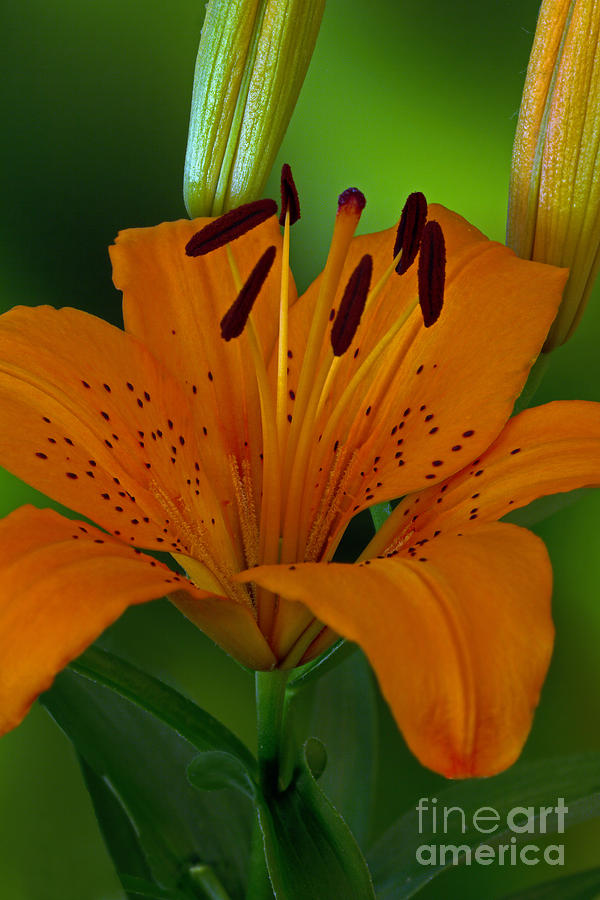 First Orange Bloom Photograph by Robert Pilkington