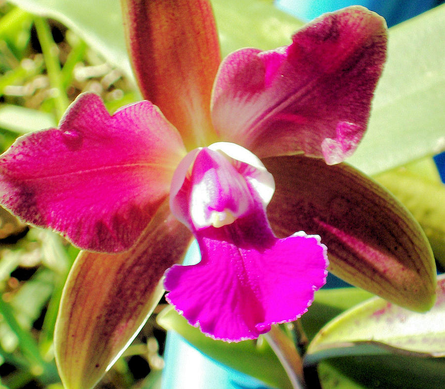 Beautiful Lavendar Orchid Photograph by Belinda Lee