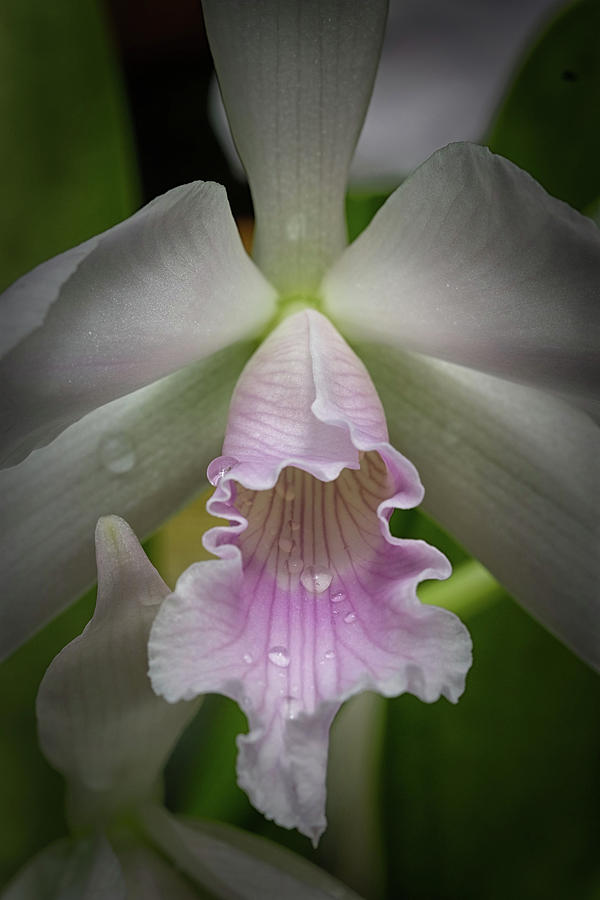 First Orchid Straight On by Vinnie Oakes First Orchid Straight On by Vinnie Oakes