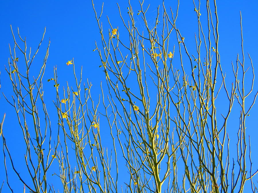 First Palo Verde Blooms Photograph by Judy Kennedy