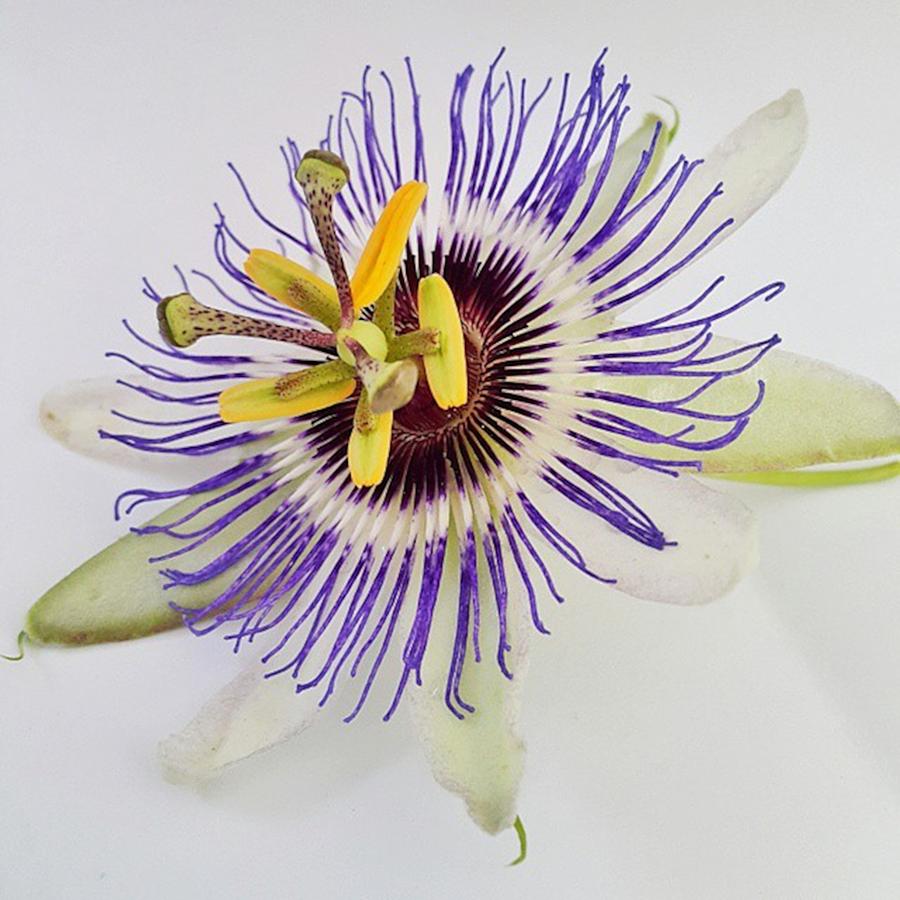 Nature Photograph - First Passion Flower Of The Year In My by Awni Hussein