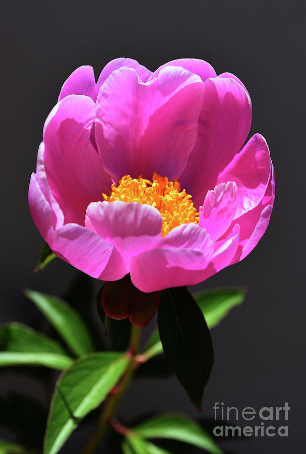 First Peony Photograph by Skip Willits