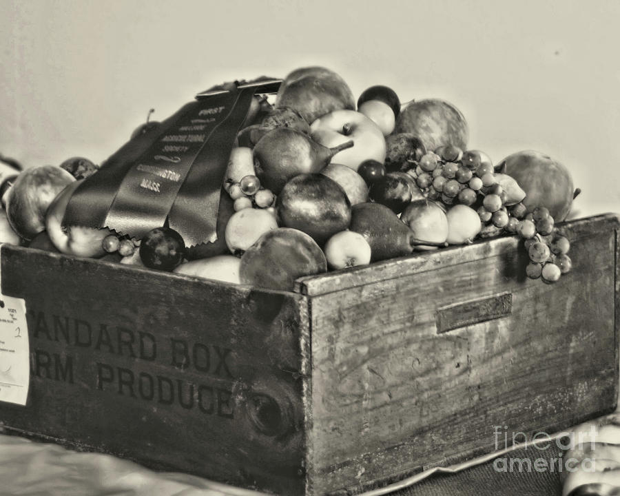 First Prize Fruit Harvest In Black And White Photograph by Smilin Eyes Treasures