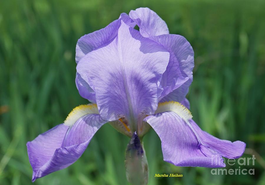 First Purple Iris Photograph by Marsha Heiken