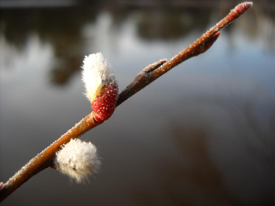 First Pussy Willow Buds of Spring Photograph by Kent Lorentzen