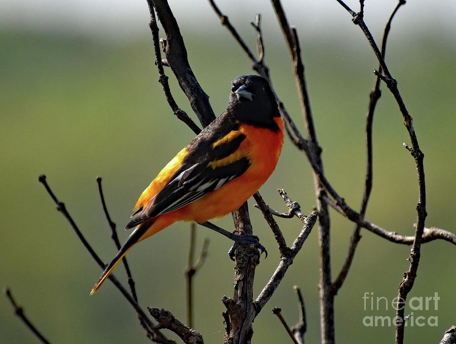 First Sighting Baltimore Oriole Photograph by Cindy Treger