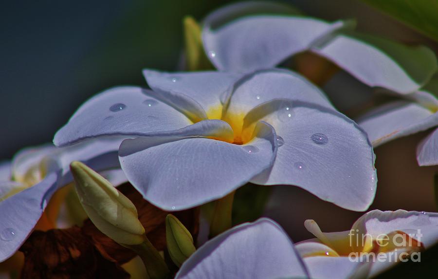 Flower Photograph - First Sign of Rain by Craig Wood