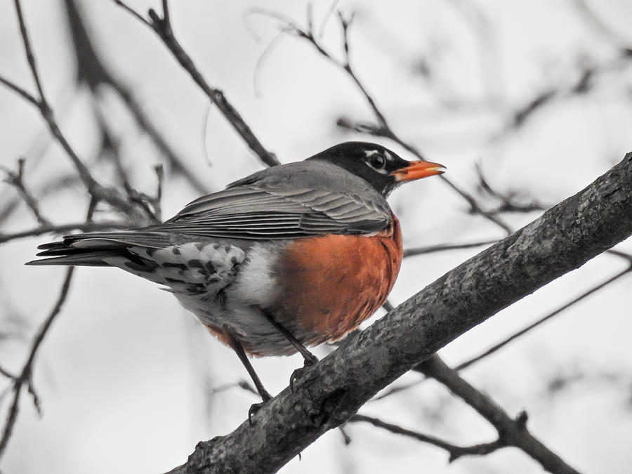 First Sign of Spring Captured Photograph by Tony Ambrosio - Fine Art ...