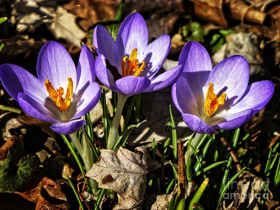 First Sign of Spring Photograph by Dee Flouton