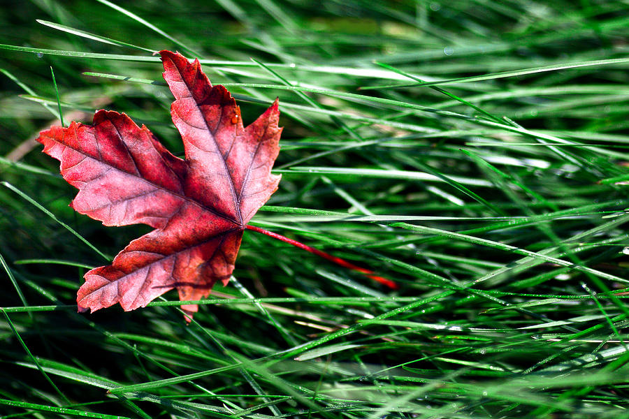 First Signs of Autumn Photograph by Todd Klassy