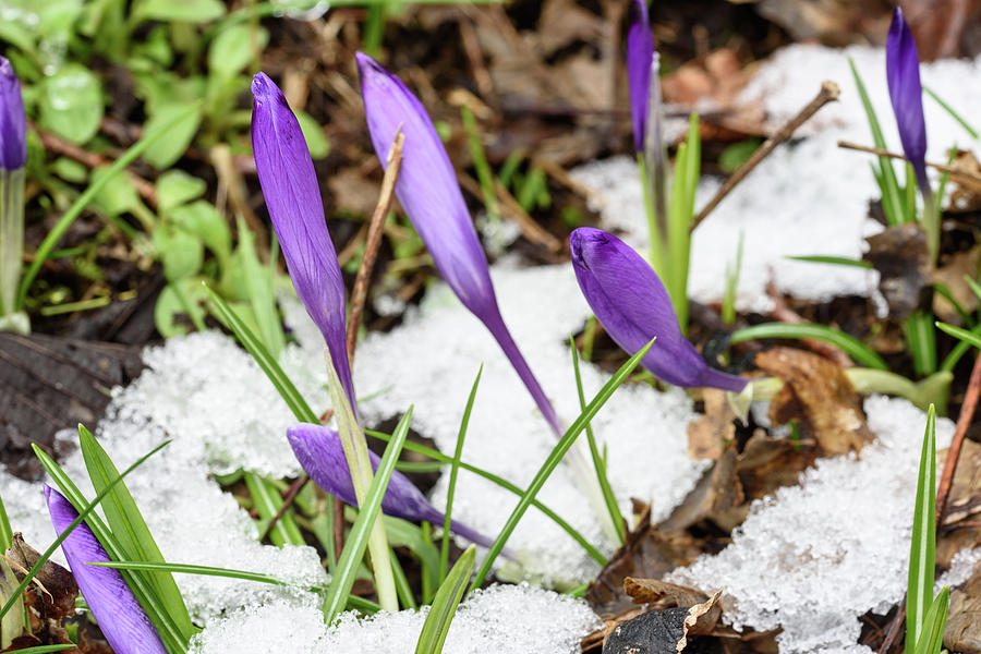 First Signs Of Spring Photograph