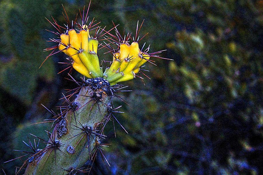 First Signs of Spring on the Sonoran Desert Photograph by Roger Passman
