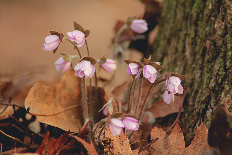 First Signs of Spring Photograph by Viviana  Nadowski