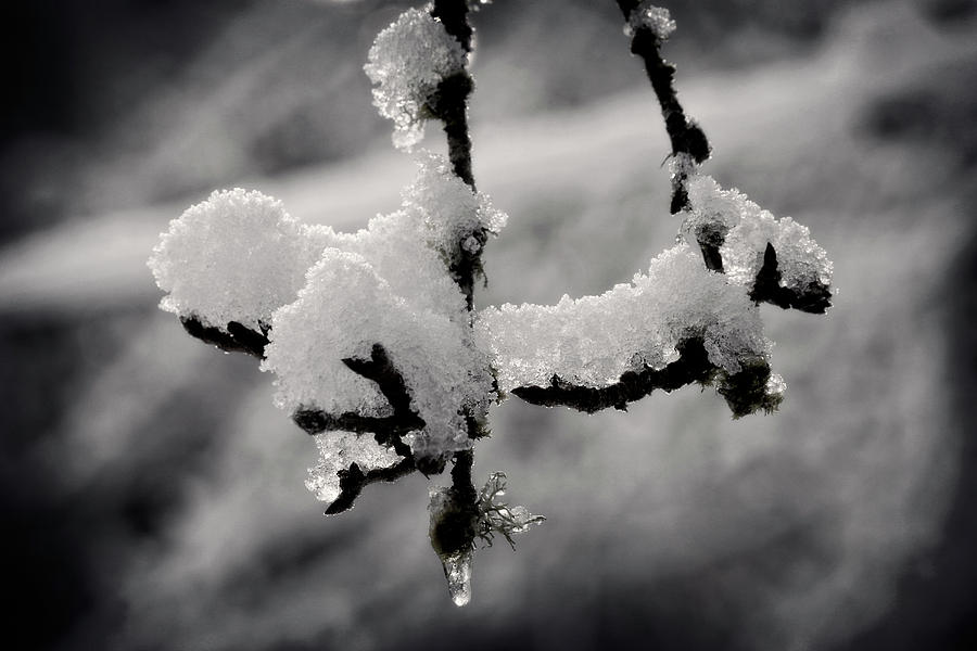Black And White Photograph - First Snow - 365-283 by Inge Riis McDonald