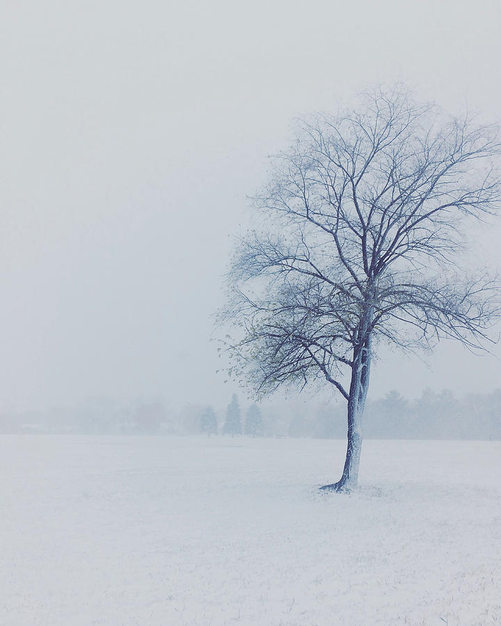 Winter Photograph - First snow by Angela King-Jones