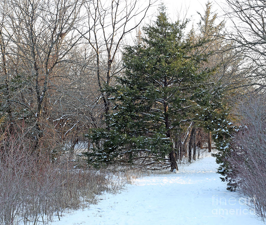 First Snow Photograph by Betty Morgan