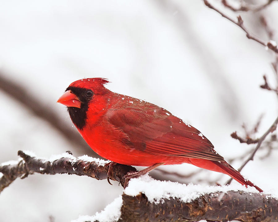 First Snow Cardinal Photograph by Lara Ellis