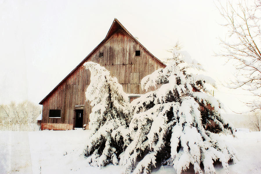 First Snowfall Photograph by Julie Hamilton