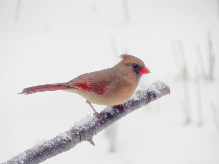First Snow - Female Cardinal Bird Photograph by MTBobbins Photography
