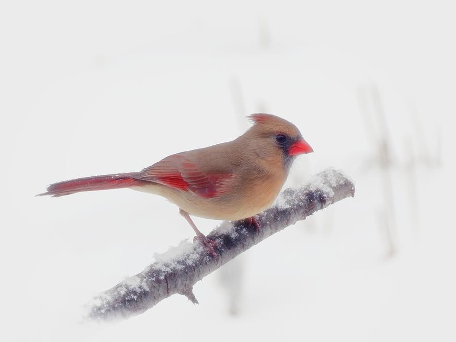 First Snow - Female Cardinal Bird - Winter White Photograph by MTBobbins Photography