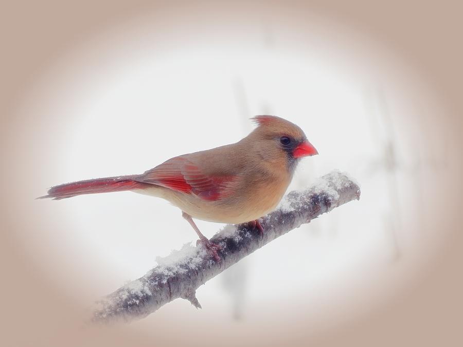 First Snow - Female Cardinal Bird with Vignette Photograph by MTBobbins Photography