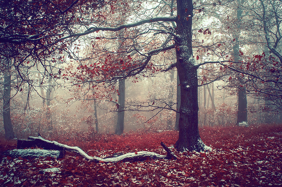 Tree Photograph - First Snow in Fall Woods by Jenny Rainbow