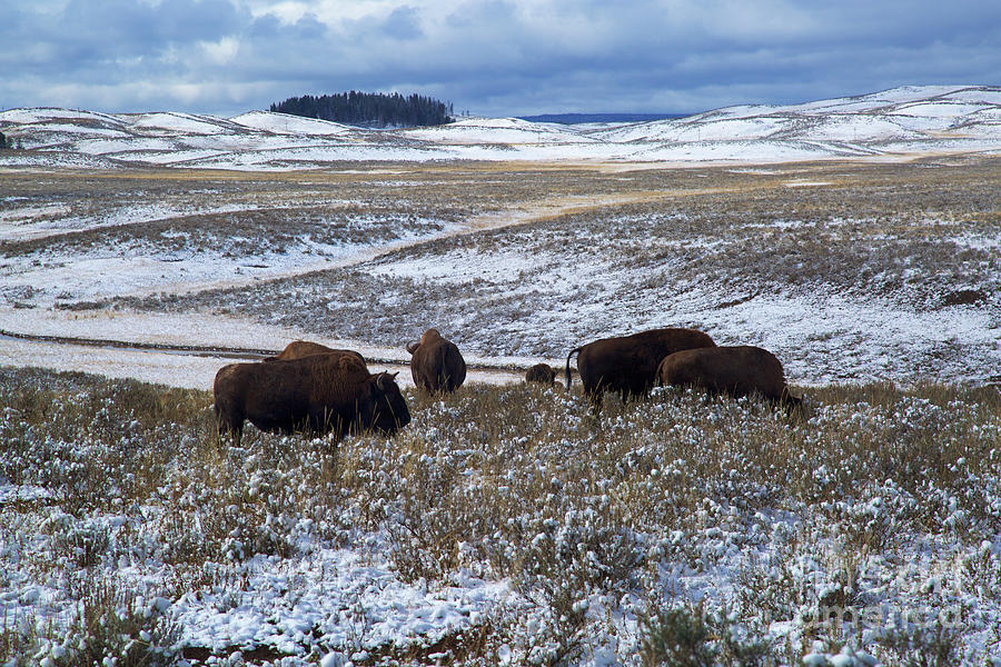 First snow in Yellowstone Photograph by Bruce Block