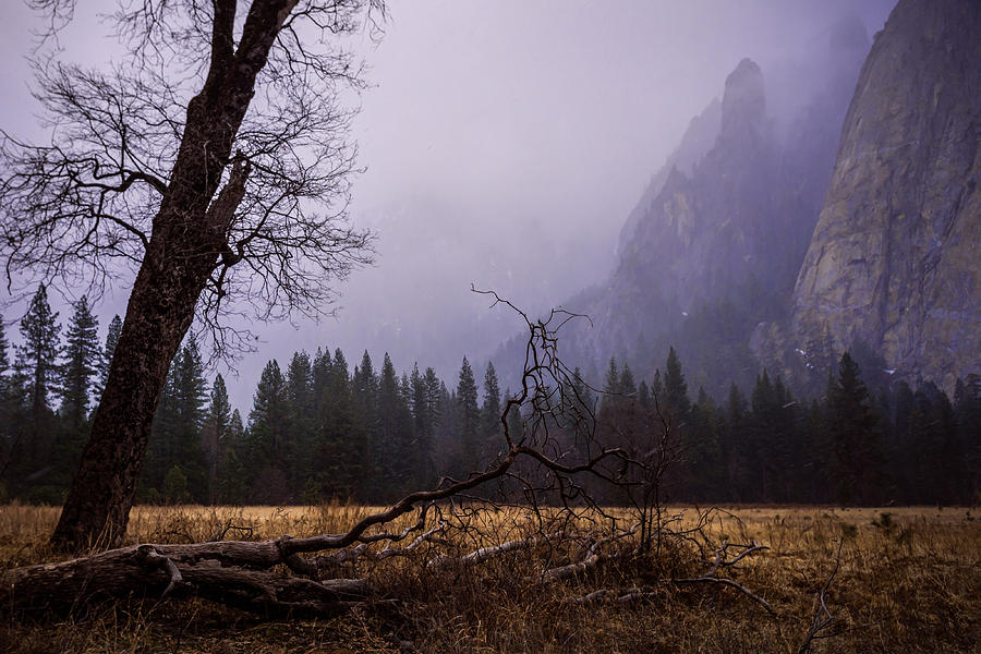Yosemite National Park Photograph - First Snow In Yosemite Valley by Priya Ghose