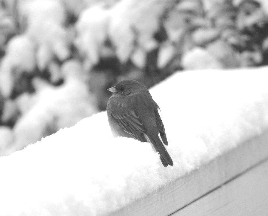 First Snow Junco Photograph by Kathy Kelly