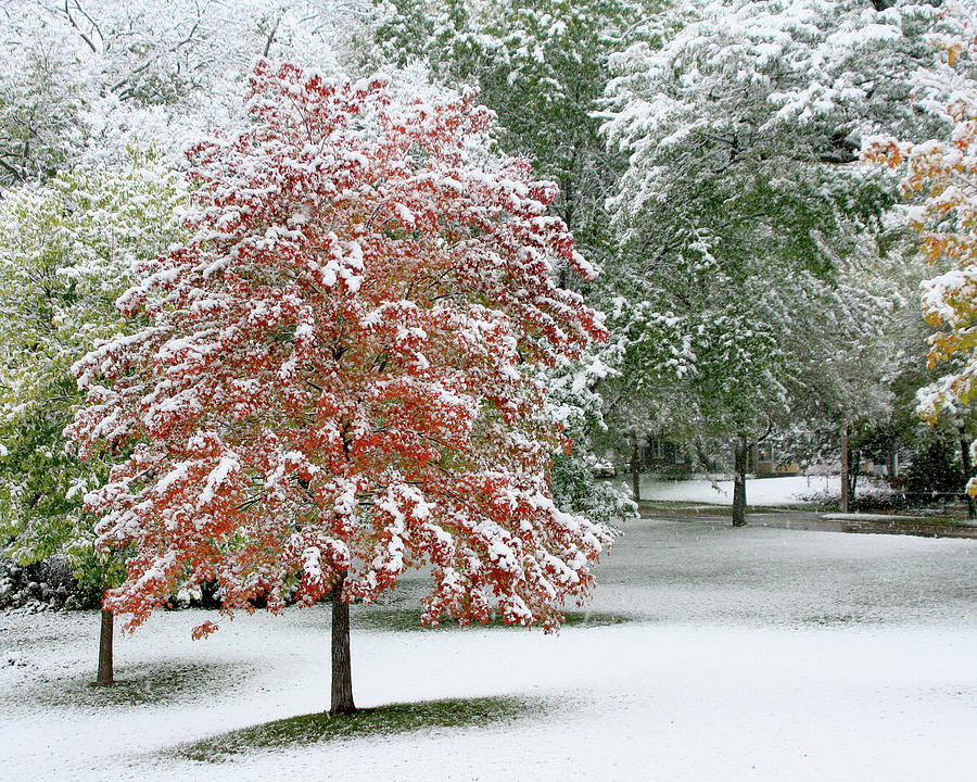 First Snow Maple Tree horizontal Photograph by Hermes Fine Art
