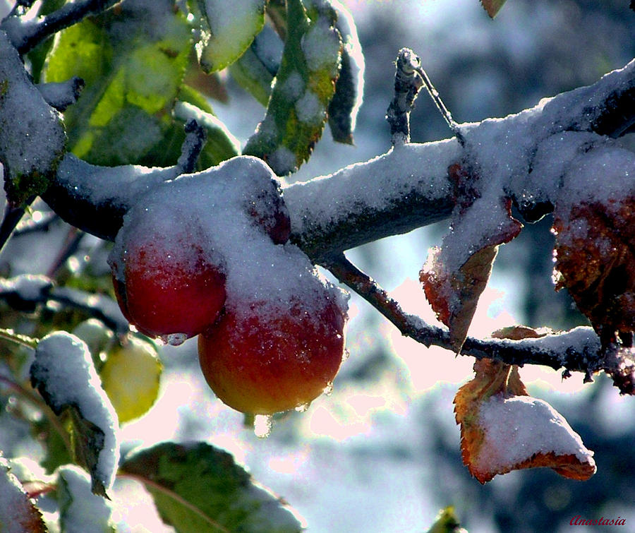 First Snow On El Valle Apples Photograph by Anastasia Savage Ealy