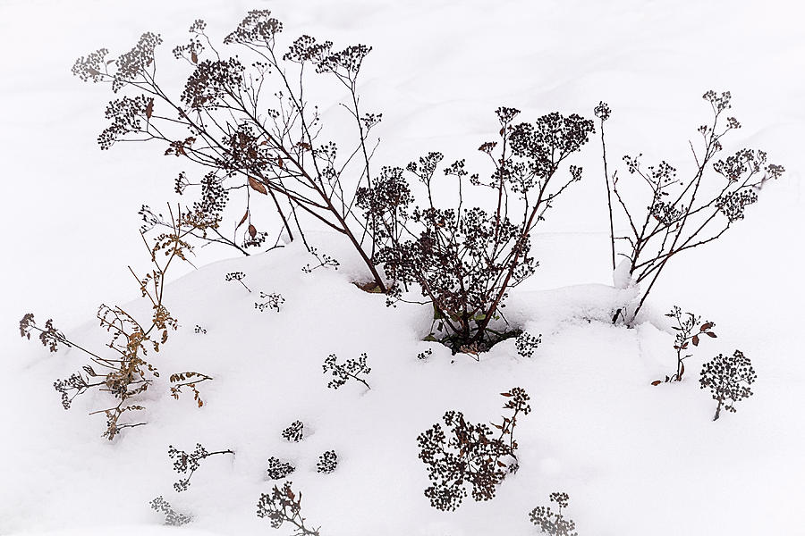 First Snow Photograph by Robert Mitchell