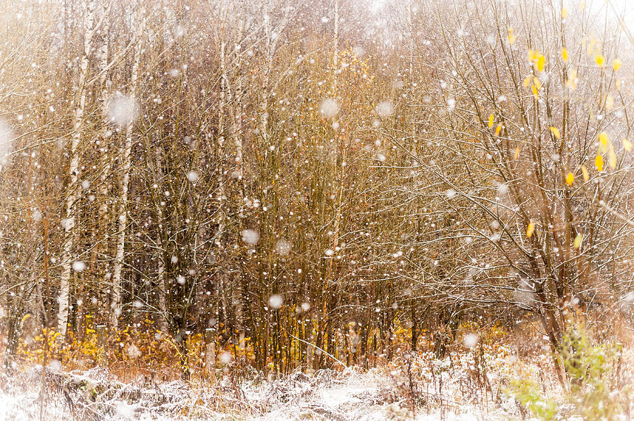 Tree Photograph - First Snow. Snow Flakes I by Jenny Rainbow