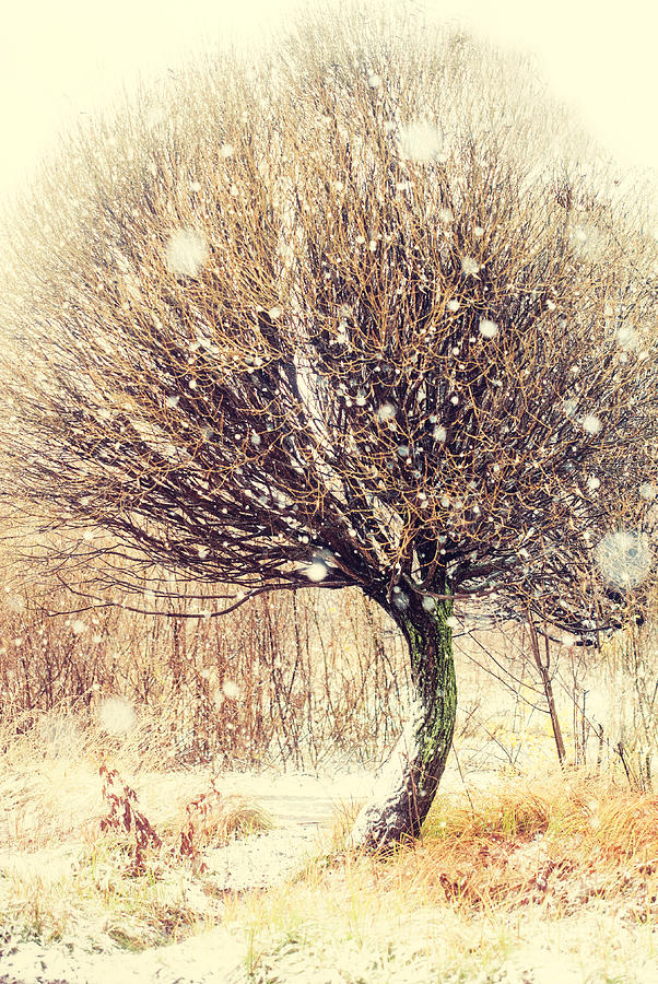 Winter Photograph - First Snow. Snow Flakes by Jenny Rainbow