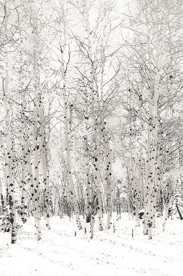 Tree Photograph - First Snow by The Forests Edge Photography - Diane Sandoval