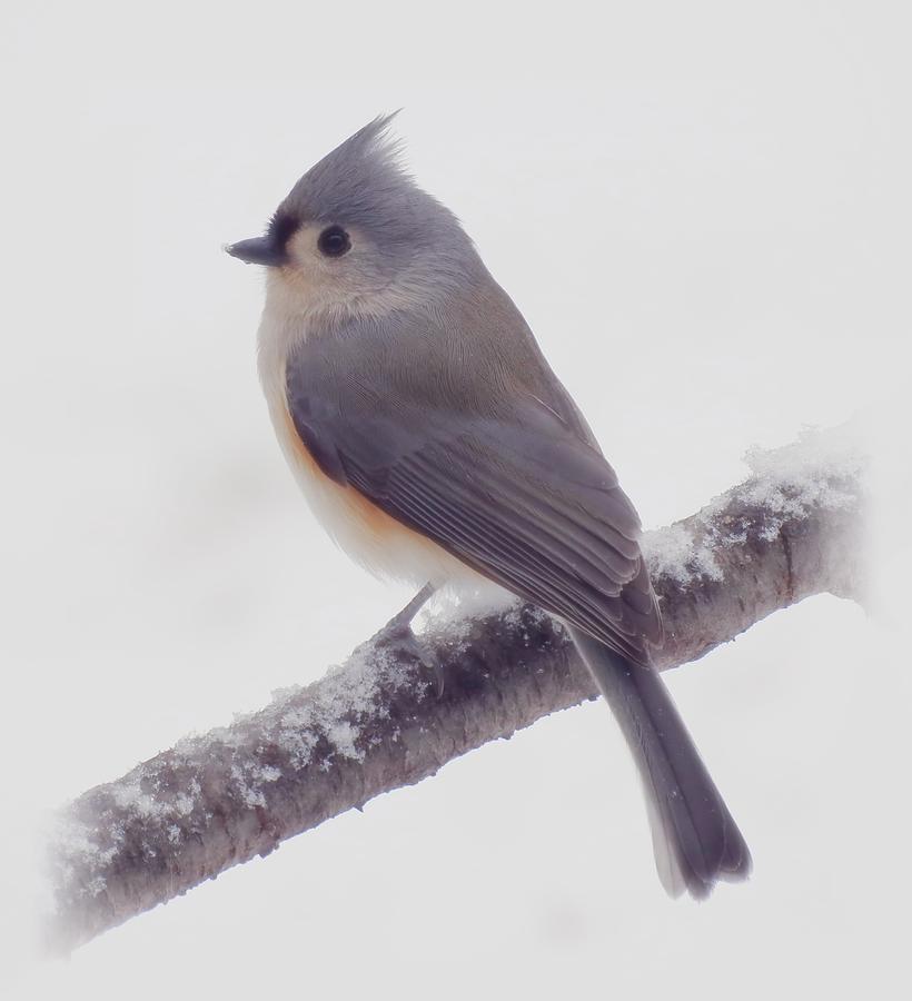 First Snow - Tufted Titmouse Bird Photograph by MTBobbins Photography