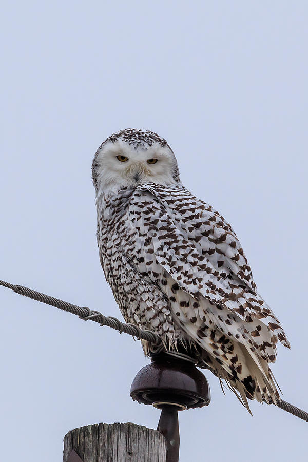 Winter Photograph - First Snowy Owl by Paul Schultz