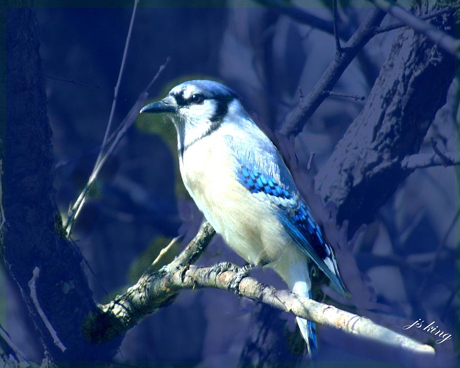 Spring Photograph - First Spring Bluejay by Jacquie King