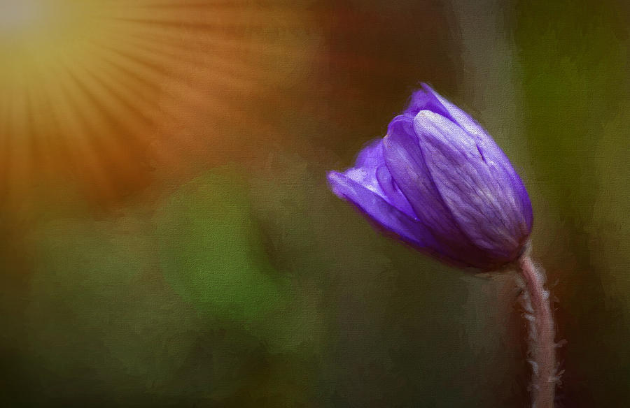 First Spring Flower Rays Photograph by Mary Jo Allen