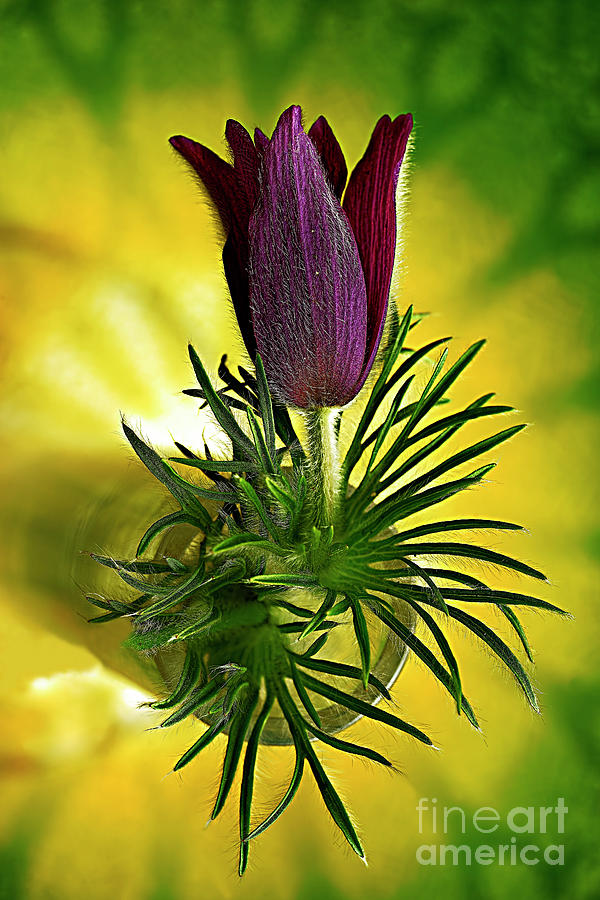First Spring Anemone. Photograph by Alexander Vinogradov