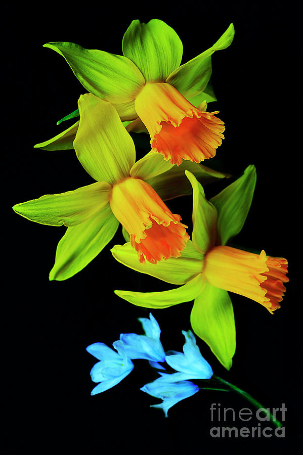 First Spring Flowers # 3.. Photograph by Alexander Vinogradov