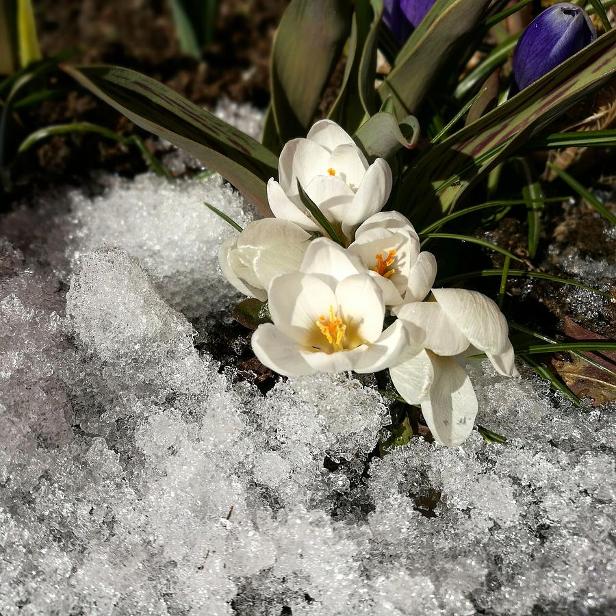 First Spring Flowers Photograph