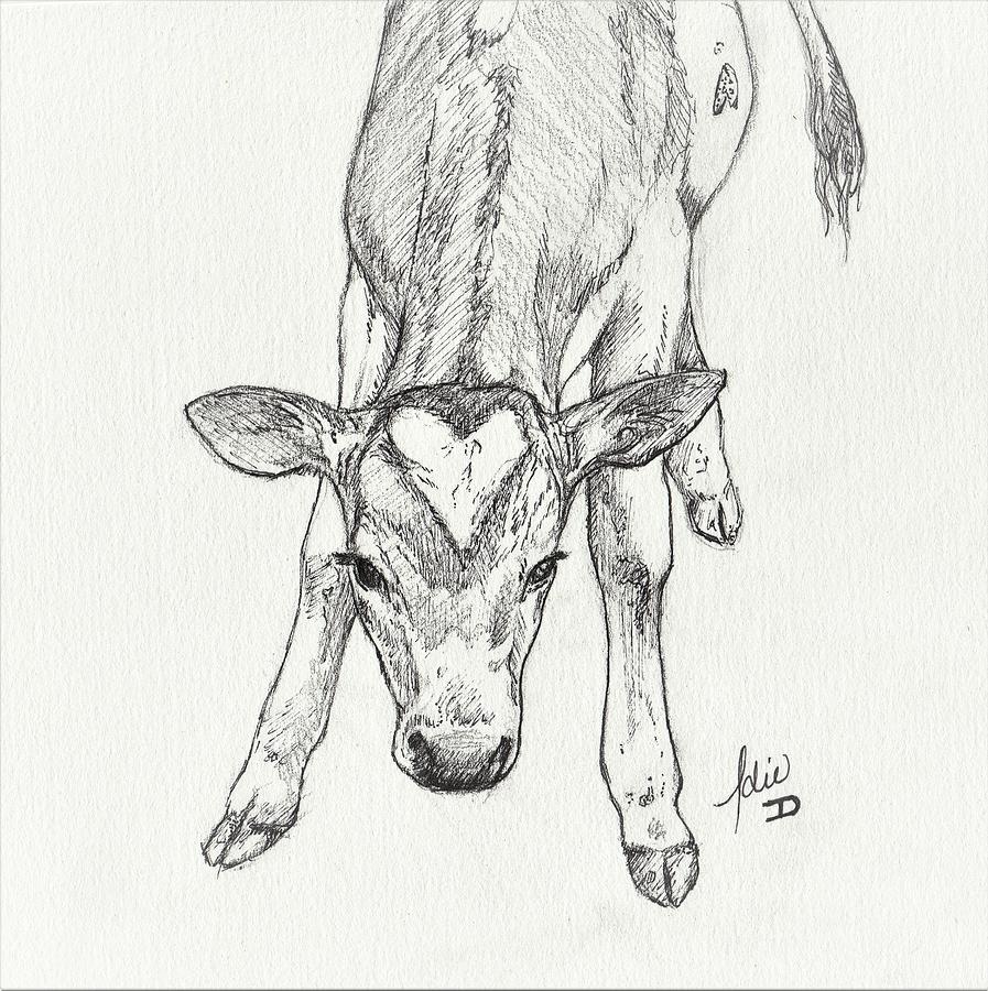Calf Drawing - First Steps by Idie Karr Calf Drawing - First Steps by Idie Karr