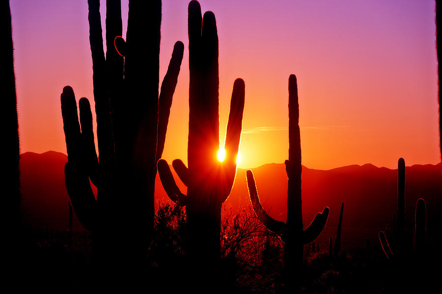 First Sunset At Saguaro Photograph